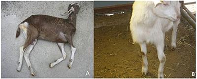 Case Report: A Case of Caprine Arthritis Encephalitis in Dairy Goat Farms in South Korea